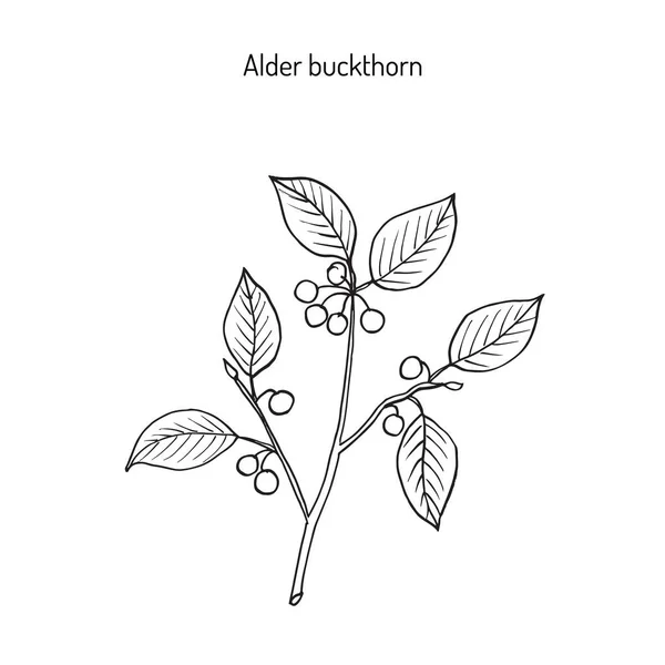 Alder duindoorn, medicinale plant — Stockvector