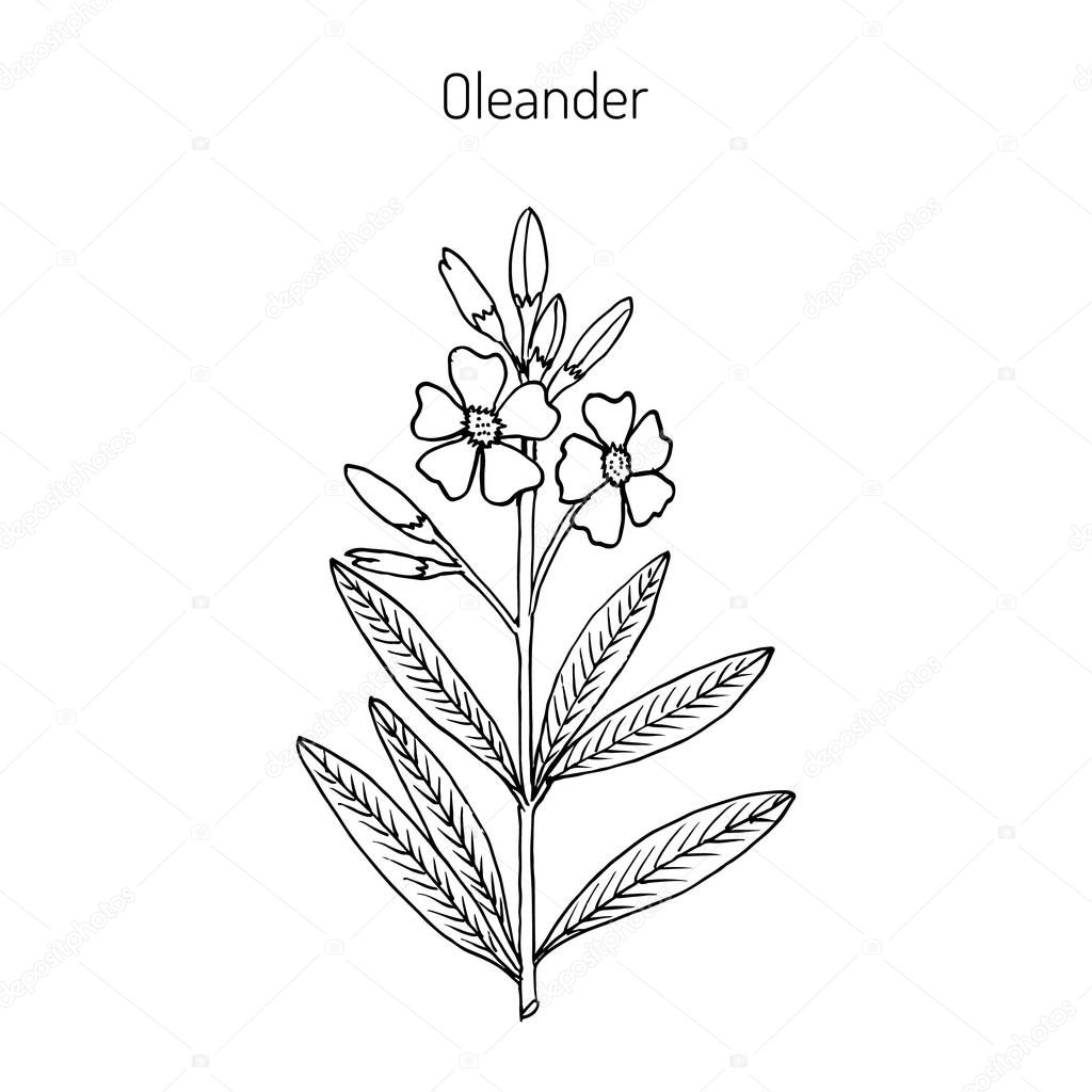 Oleander Nerium oleander