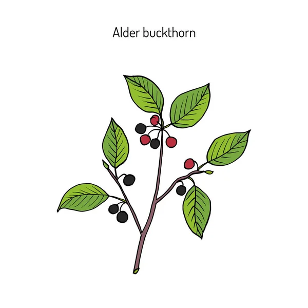 Alder buckthorn, medicinal plant — Stock Vector