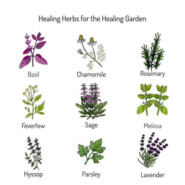 Healing herbs set — Stock Vector