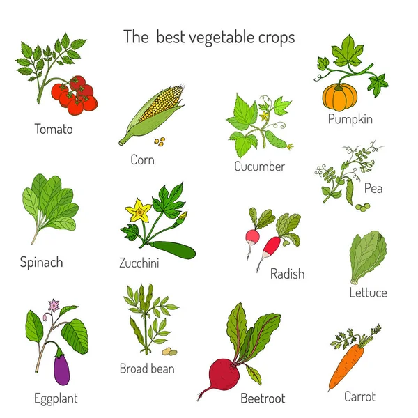Tanaman sayuran terbaik - Stok Vektor