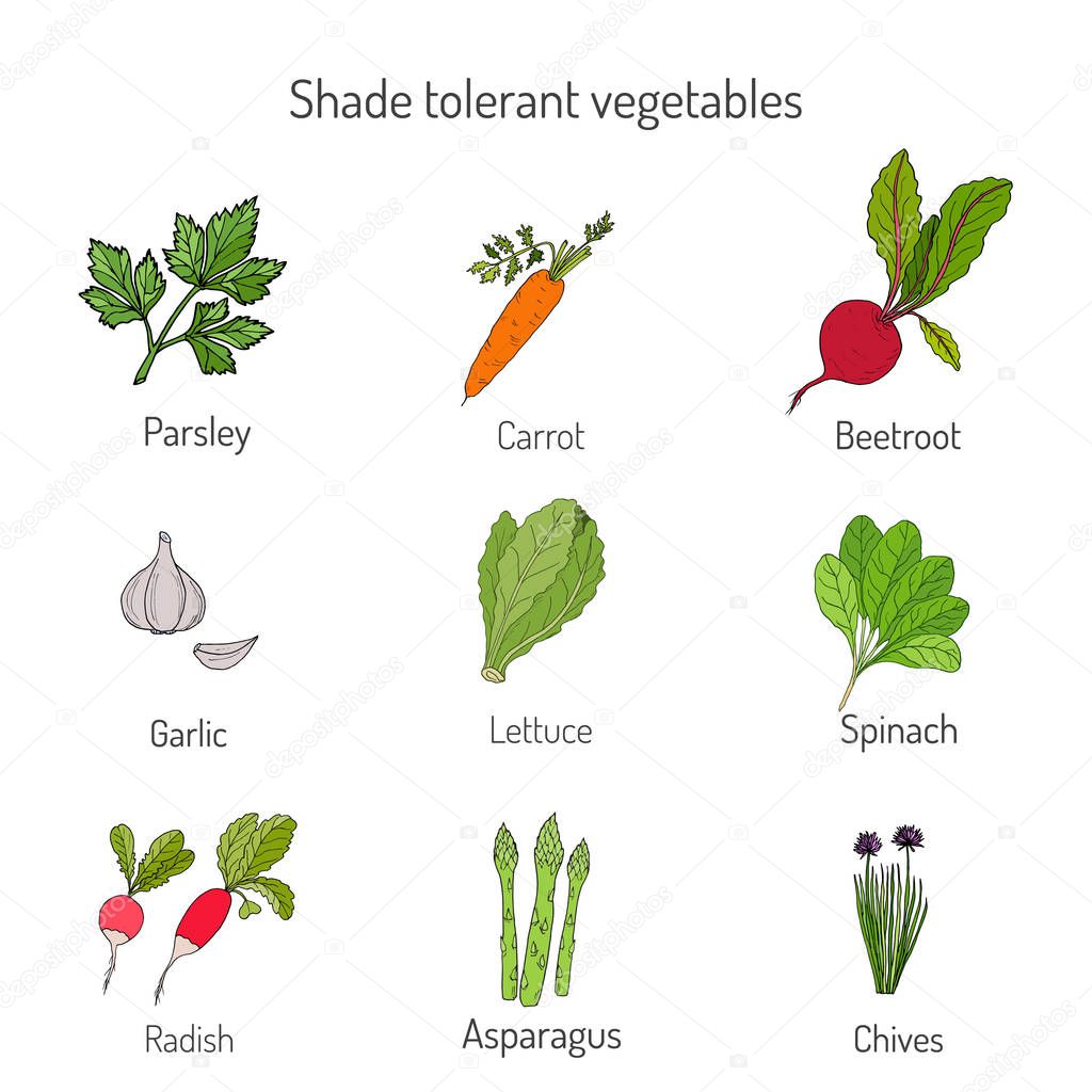 Shade tolerant vegetables