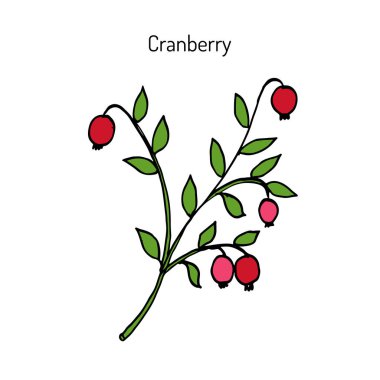 Vahşi orman olgun kızılcık ve yaprakları