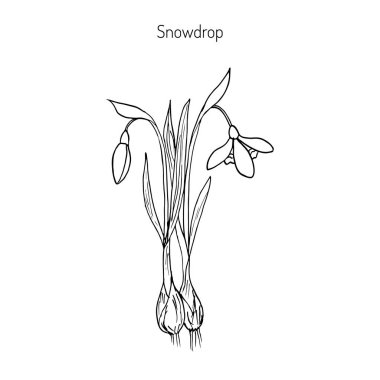 Kardelen, Bahar çiçek