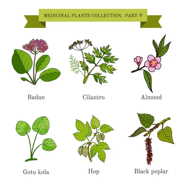 Colección vintage de hierbas y plantas medicinales dibujadas a mano — Vector de stock