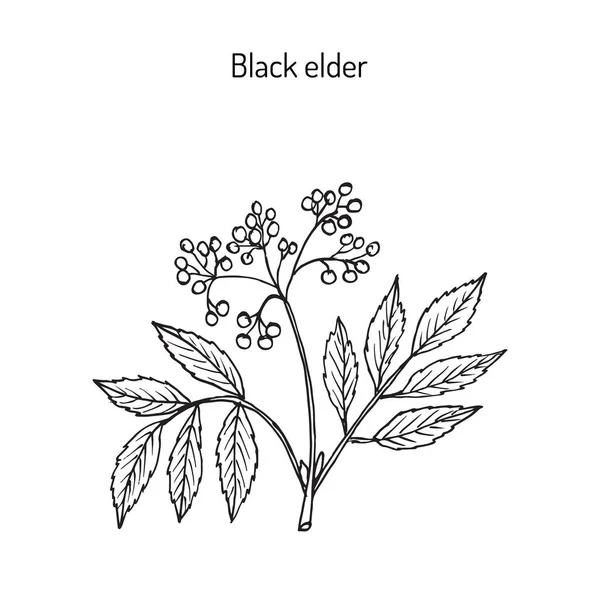 Anciano negro, planta medicinal — Archivo Imágenes Vectoriales
