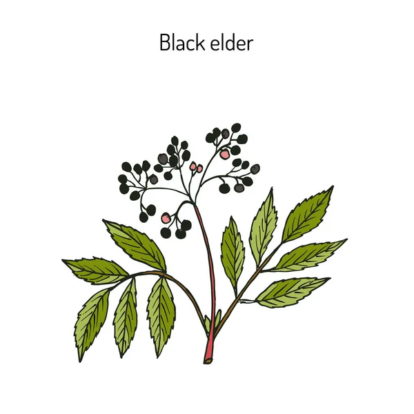 黑接骨木，药用植物 — 图库矢量图片