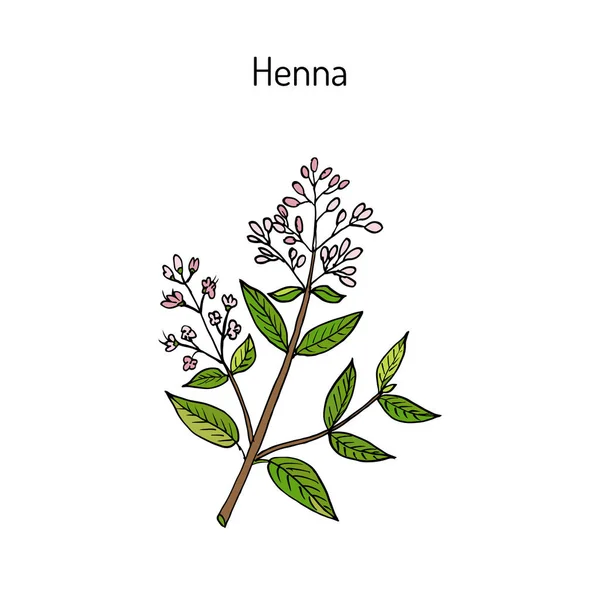 Henna or hina — Stock Vector