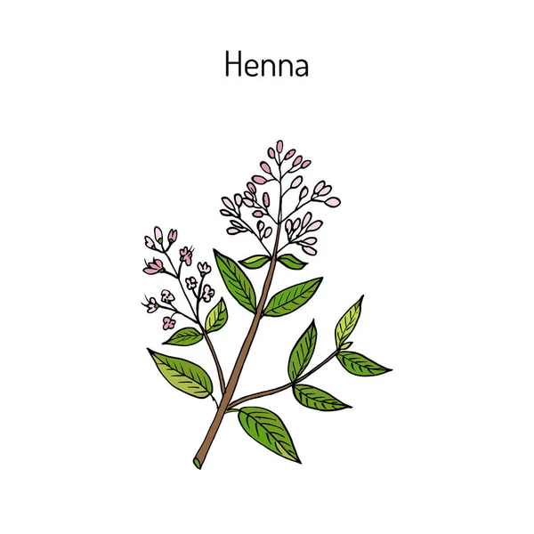 Henna o hina — Vector de stock