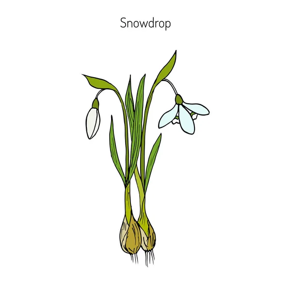 Sněženka Jarní květina — Stockový vektor