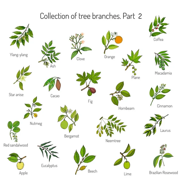 Set of different tree branches — Stock Illustration Set of different tree branches Stock Vector