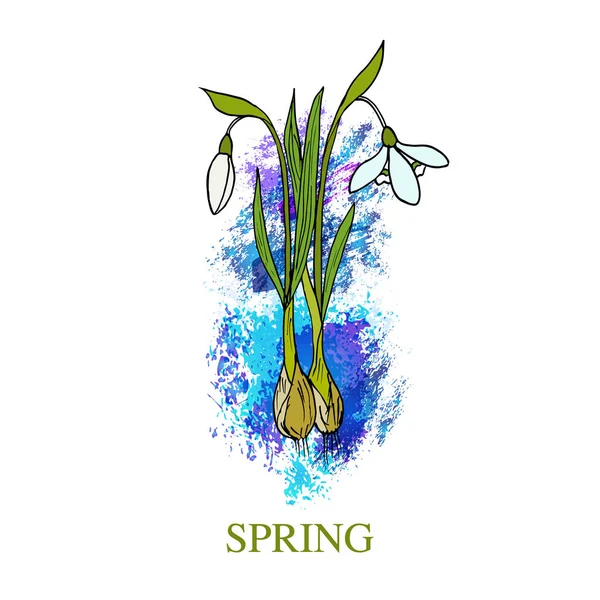 Cartão de saudação primavera com snowdrop — Vetor de Stock