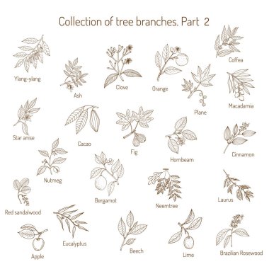 Set of different tree branches clipart
