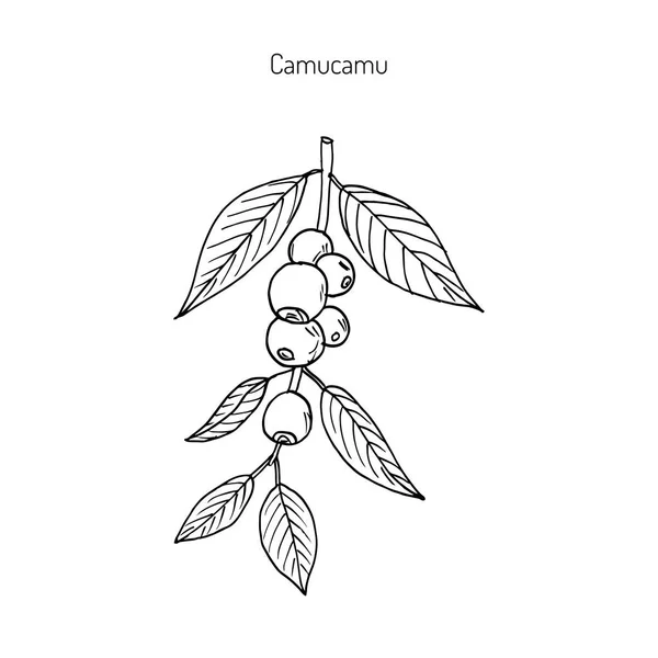 Camu-camu, şifalı bitki — Stok Vektör