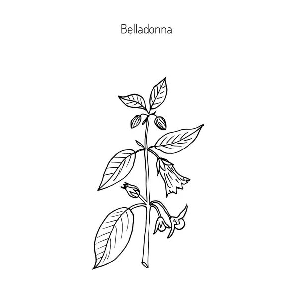 Atropa belladonna, ou morelle mortelle — Image vectorielle