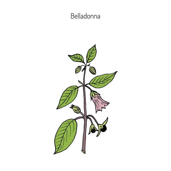 Atropa belladonna, oder tödlicher Nachtschatten — Stockvektor