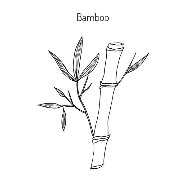 Rama de bambú con hojas — Vector de stock