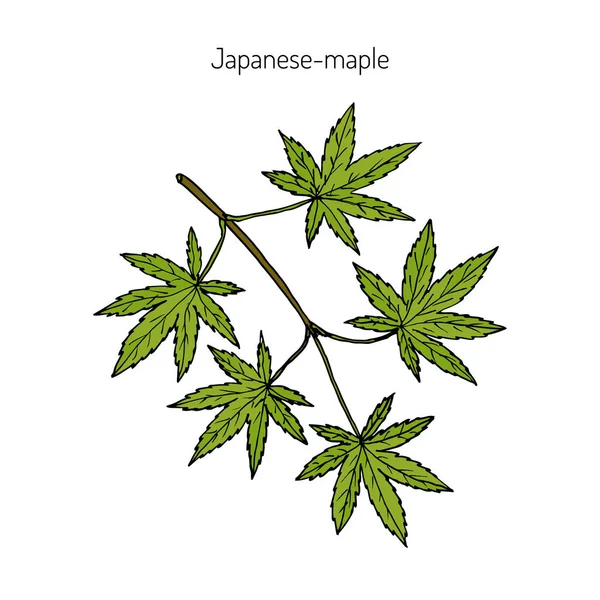 Japonês-bordo, ilustração vetorial — Vetor de Stock