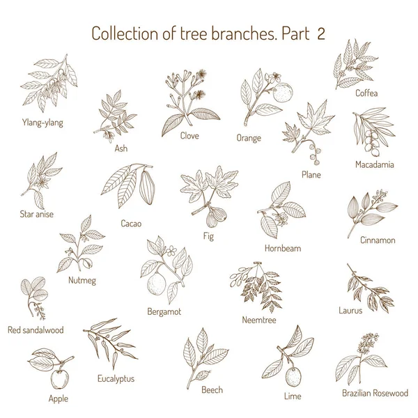 Ensemble de différentes branches d'arbres — Image vectorielle