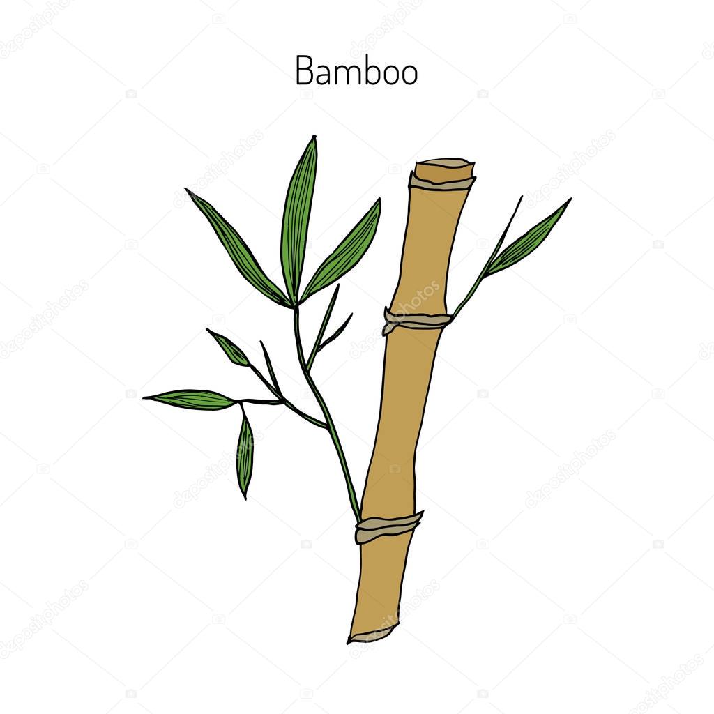 Bamboo branch with leaves