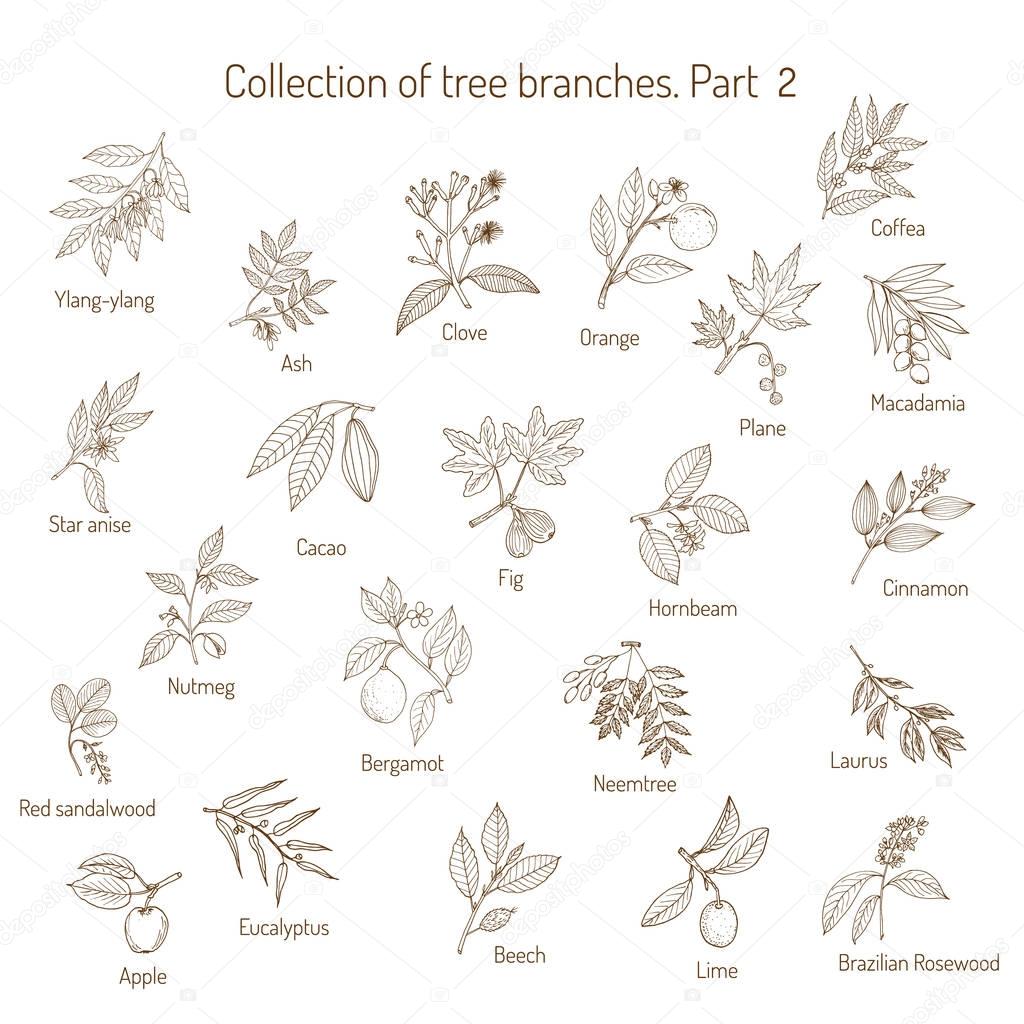 Set of different tree branches