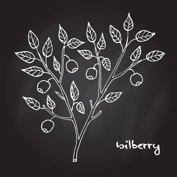 Bilberry matang berry - Stok Vektor