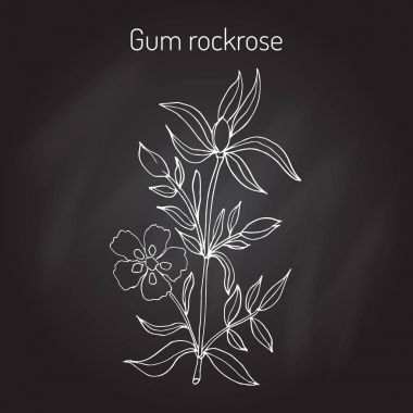 Gum rockrose - Cistus ladanifer clipart