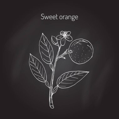 Tatlı portakal ağacı