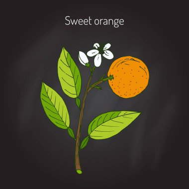 Tatlı portakal ağacı