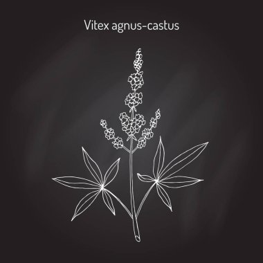 Vitex agnus-castus tıbbi bitki