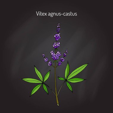 Vitex agnus-castus tıbbi bitki