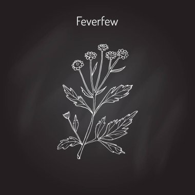 Feverfew - tıbbi bitki
