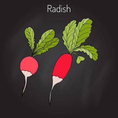 Turp yaprakları, sebze koleksiyonu ile