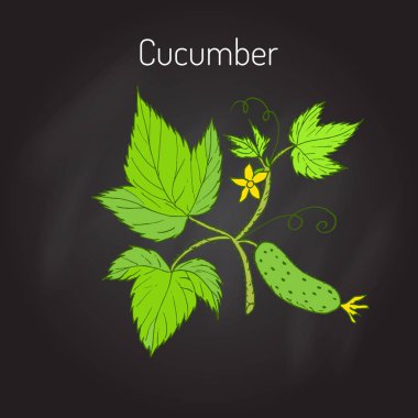 Salatalık çiçek ve yaprak ile