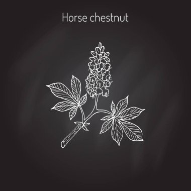 At kestanesi ya da sincap ağaç Aesculus Hippocastanum