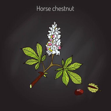 At kestanesi ya da sincap ağaç Aesculus Hippocastanum