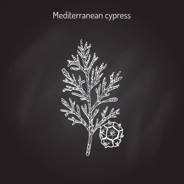 Vektör selvi fışkın