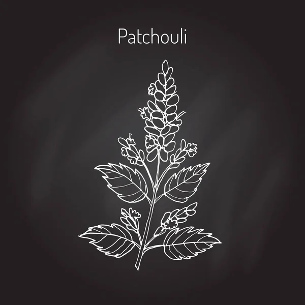 Pachouli - planta aromática y medicinal — Vector de stock