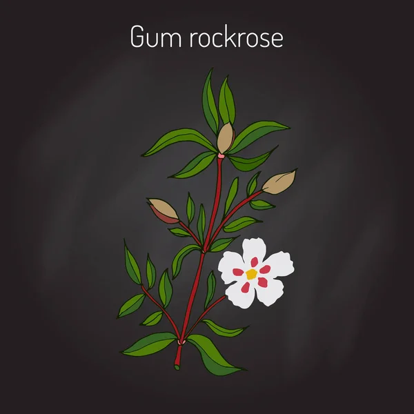 Rockrose de goma - Cistus ladanifer — Vector de stock