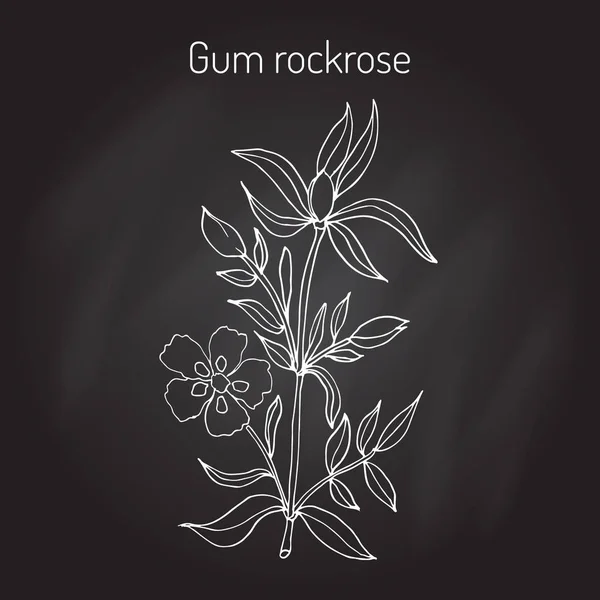 Goma rockrose - Cistus ladanifer — Vetor de Stock