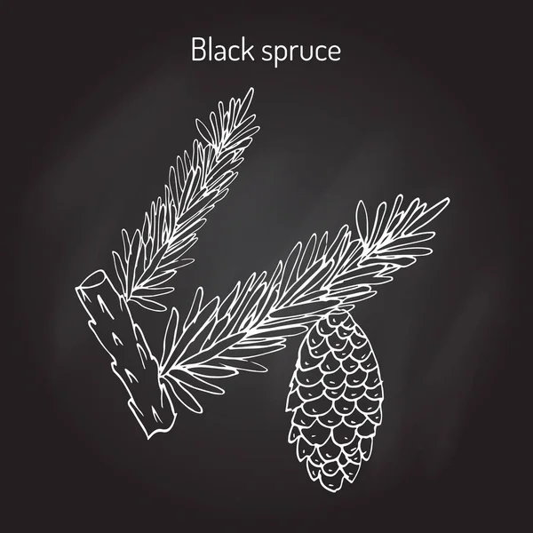 Picea mariana abeto negro — Vector de stock