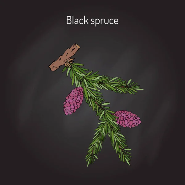 Picea mariana black spruce — Stock Vector