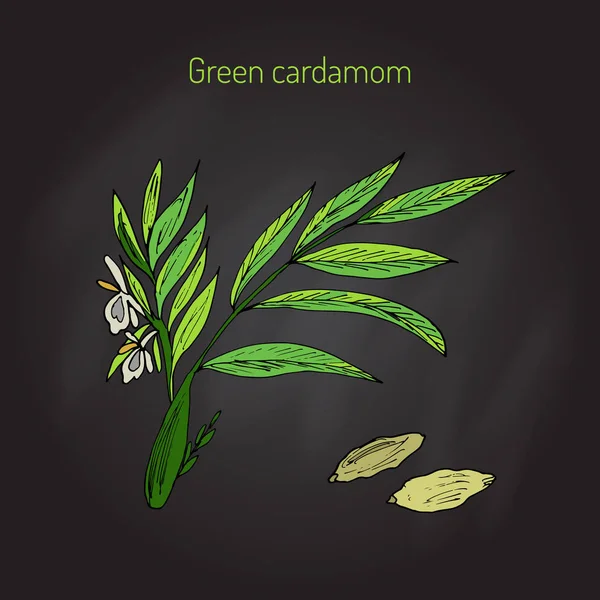 Planta aromática verde o verdadero cardamomo — Vector de stock