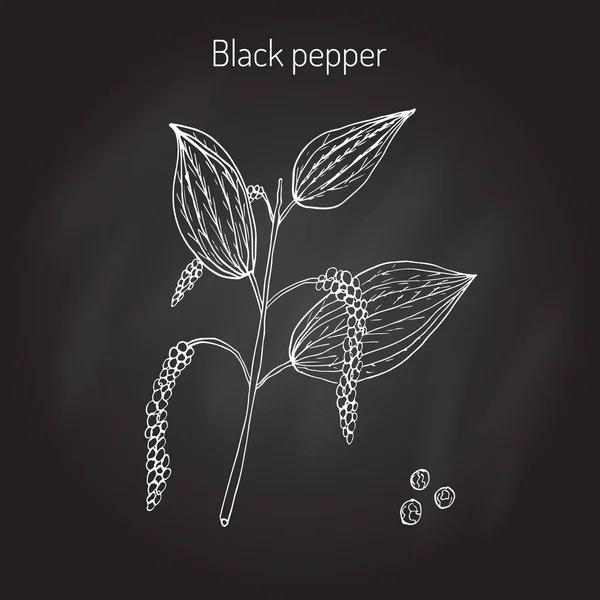 Czarny pieprz roślin — Wektor stockowy