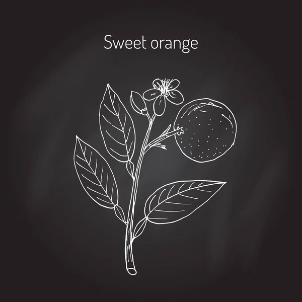 Naranjo dulce — Vector de stock
