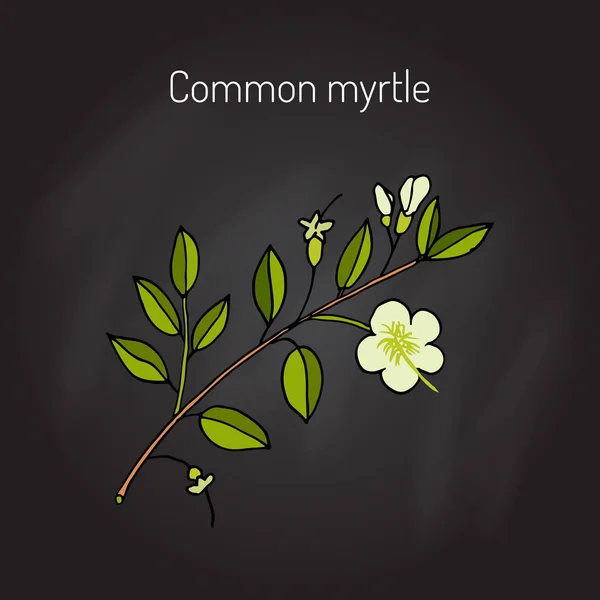 Myrtle ou Myrtus communis — Vetor de Stock