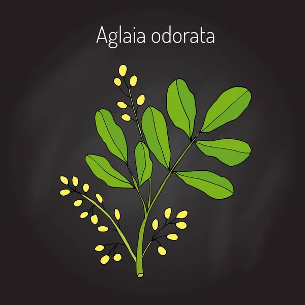 Aglaia odorata, planta medicinal — Vector de stock