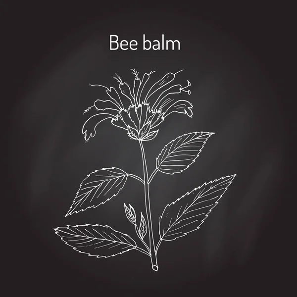 Wilde Bergamotte oder Bienenbalsam — Stockvektor