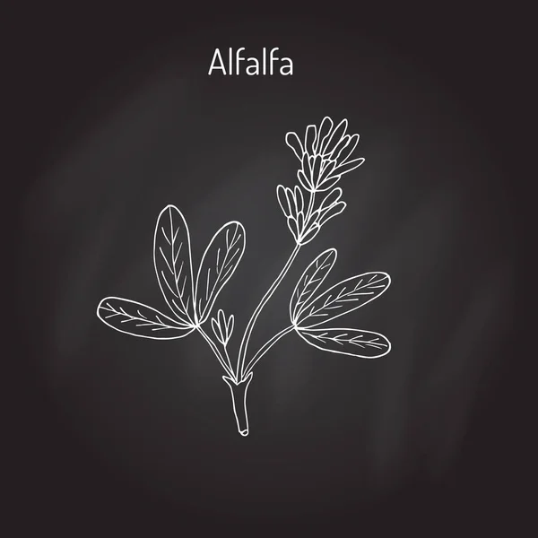 Alfalfa Medicago sativa — Vector de stock