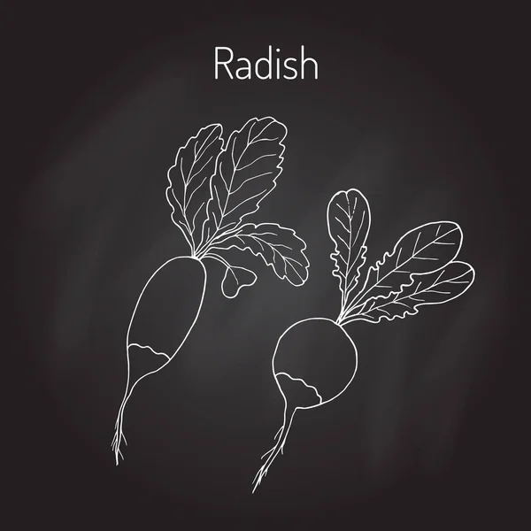 Radis aux feuilles, collection de légumes — Image vectorielle